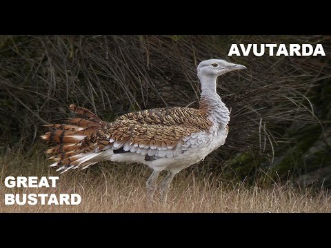 AVUTARDA | GREAT BUSTARD | Otis tarda