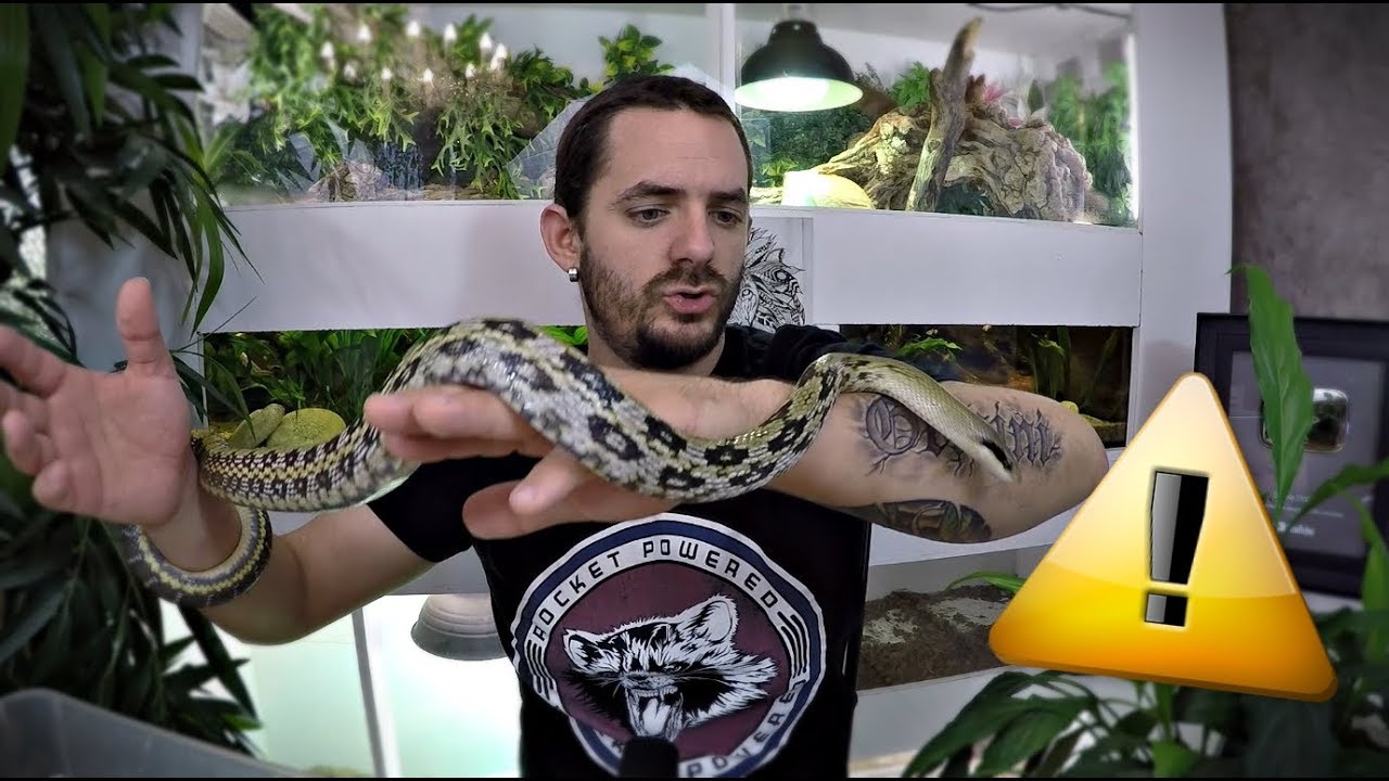 Couleuvre asiatique VS souris africaine !