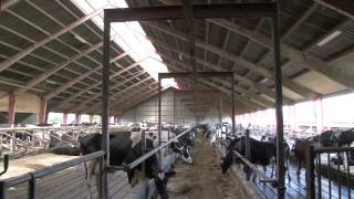 preview picture of video 'Dan Dutch Farms - FarmVideo 214 Lundsminde in Nørre Nebel'