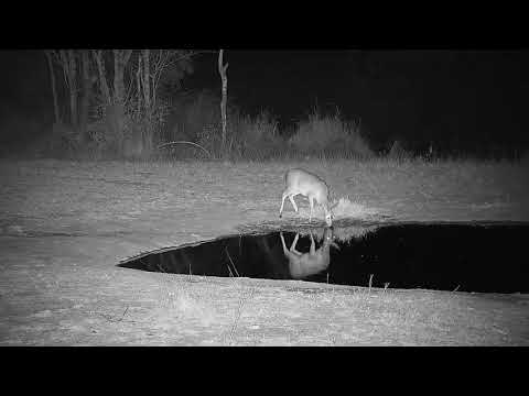 Djuma: Duiker female goes to get drink at the pan - 21:22 - 09/27/21