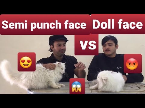 Persian cats Semi punch face Vs Doll face comparison / Urdu / Hindi