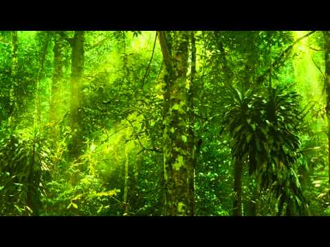 Relaxing Exotic Forest Ambience - Birds Chirping, No Music (10 Hours)
