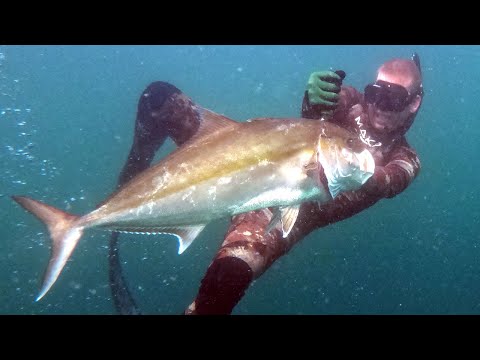 FISH Tried to MURDER ME! Spear Fishing Gone Wrong - Cobia, Amber Jack, Spade Fish Catch & Cook