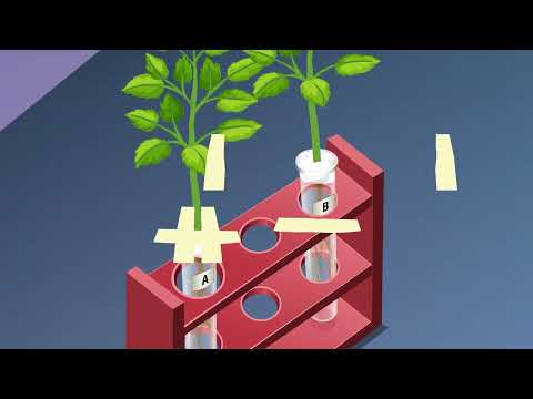 STUDY OF PHOTOTROPISM AND GEOTROPISM IN PLANTS