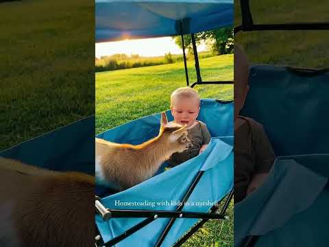 😆 صوت طفل لطيف وصغير💕 #ماعز  #animals #goat #sound #sheep #food #farming #farmlife #beautiful #غنم