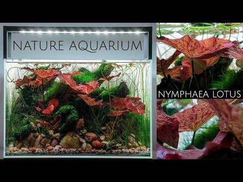 How I Set Up a Nature Aquarium Aquascape with Nymphaea Lotus | Step-by-Step Tutorial