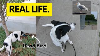 Reactive Dog Training: Come along on a REAL training walk!
