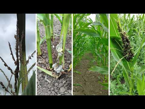 Mais 2021 Update Augustus