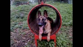 dog in outside  training