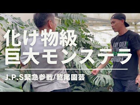 園芸 フィロデンドロン ザナドゥ