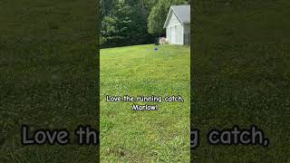 Video preview image #1 Mutt Puppy For Sale in Virginia Beach, VA, USA