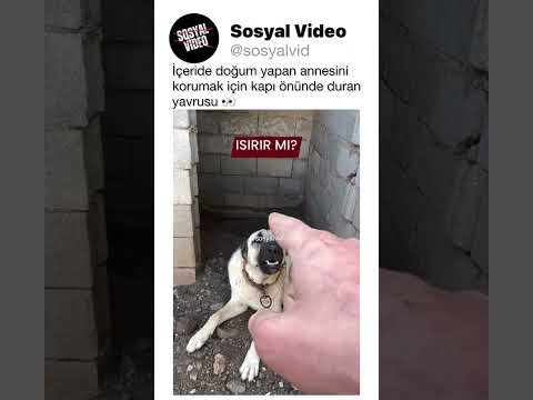 İçeride doğum yapan annesini korumak için kapı önünde duran yavrusu 👀
