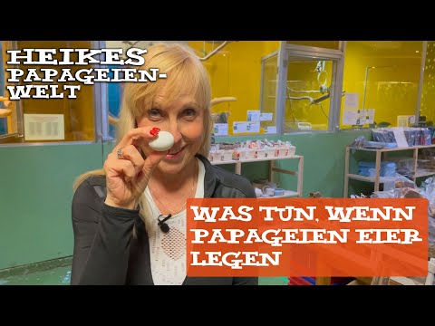 Was tun, wenn die Papageien oder Sittiche Eier legen?