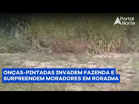 Onças invadem fazenda e surpreendem moradores em RR