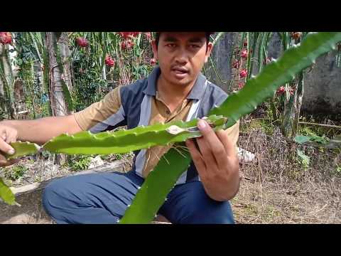 , title : 'Panduan Membuat Bibit Buah Naga - Cara 1 | Dragon Fruit Planting'