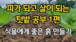 식물에게 좋은 텃밭 흙 만들기 - 피가되고 살이되는 텃밭 공부 1편