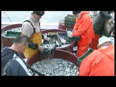 Workshop exercise Etnofilm Rovinj: "Nightlight"  - Lampara fishing in the Istrian sea