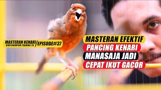 Download lagu Masteran Suara Burung Kenari Gacor Panjang cuit cu... mp3