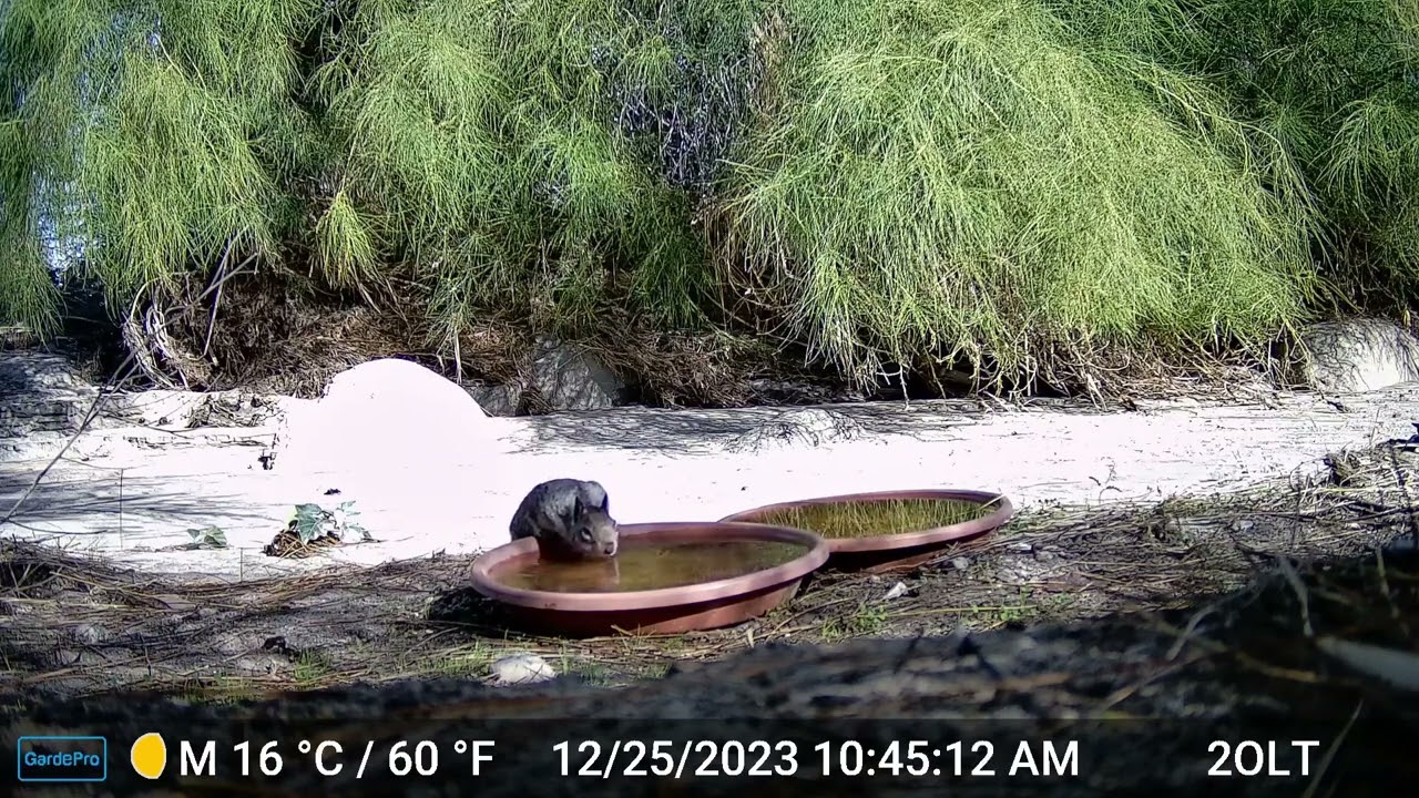 S1E9: This squirrel enjoyed a gift of water on Christmas morning...Happy Holidays!