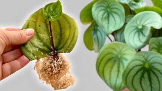 Florist Shop Secret: How to Grow Peperomia from a Single Leaf!