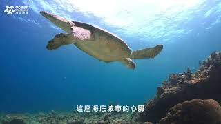 西巴丹島 海龜城的故事