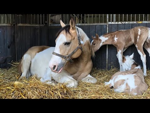 Les chevaux les plus drôles de la semaine - compilation de vidéos de chevaux drôles et mignons 2024
