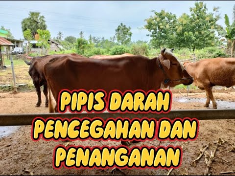 , title : 'KENCING BERDARAH PADA SAPI, PENYEBAB DAN PENANGANANYA'