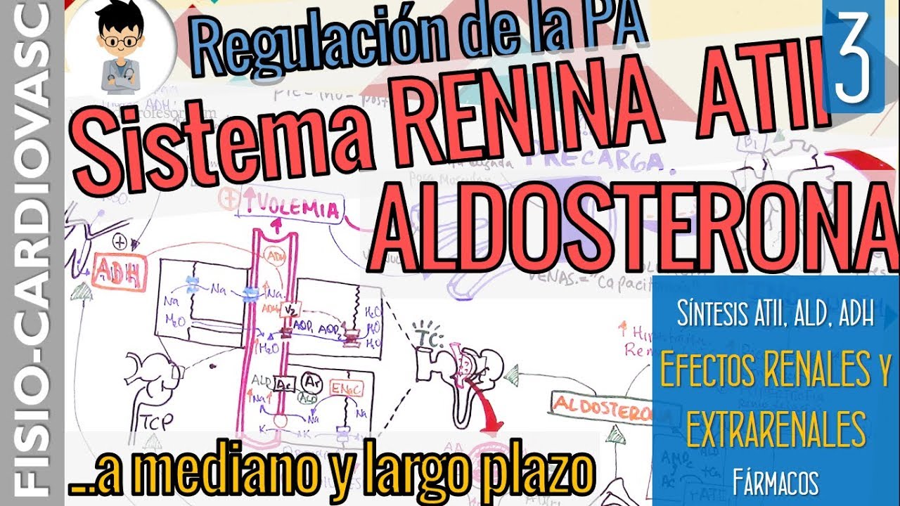 SISTEMA RENINA ANGIOTENSINA ALDOSTERONA, Reg mediano y largo plazo de la PA  |Fisio Cardiovascular|3