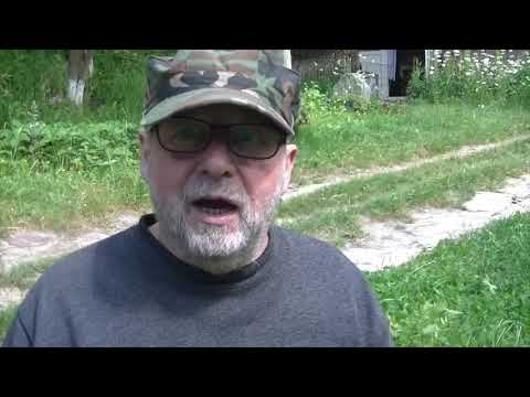 Stokrotka rosła polna