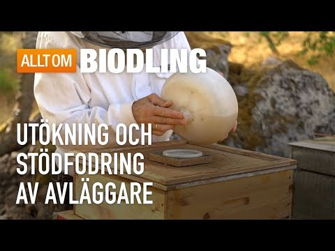 Utökning och stödfodring av avläggare - Biodling