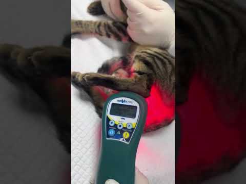 Hospital Veterinario Rivera HN