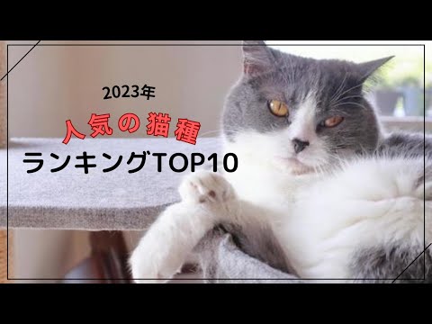 猫の名前と意味