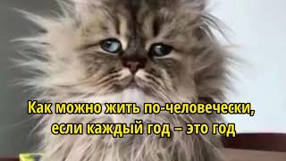 Новогодний юмор 2021!