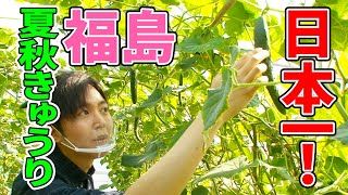 - 【復興庁コラボ】料理研究家がガチで福島のきゅうりの美味しさに迫ってみた!【福島きゅうり農家さん突撃編】