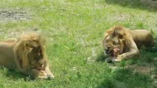 preview picture of video 'Lions at the Hogle Zoo'
