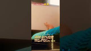 Download lagu 🤣👉🤔🐾ஏன் சோகத்தை சொல்லி உங்கள சோகத்துல ஆழ்த்த விரும்பல #cat #alagi #alagi #catfamily #catworld mp3