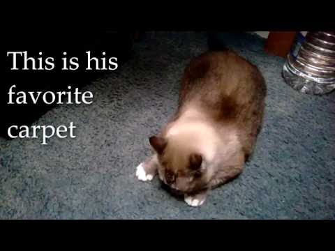 Chiko the Carpet-Licking Cat