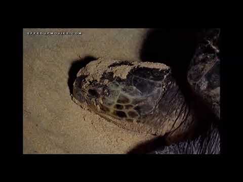 𝙱𝙸𝙺𝙸𝙽𝙸 𝙰𝚃𝙾𝙻𝙻 Mondo Cane (1962)