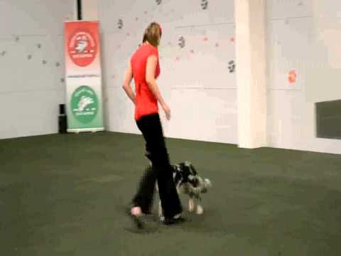 Jerry- heelwork to music 5.1. 2013