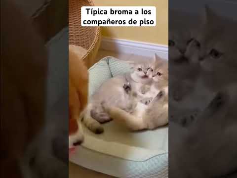Perro suelta una rata en la cama de los gatos: ¡El caos total! 🐶🐀🐱💥😂