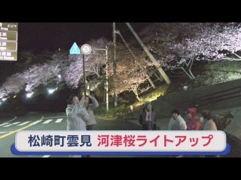 YouTube Video 河津桜のライトアップ　１０日夜には「桜葉おしるこ」の試食会も　静岡・松崎町雲見地区