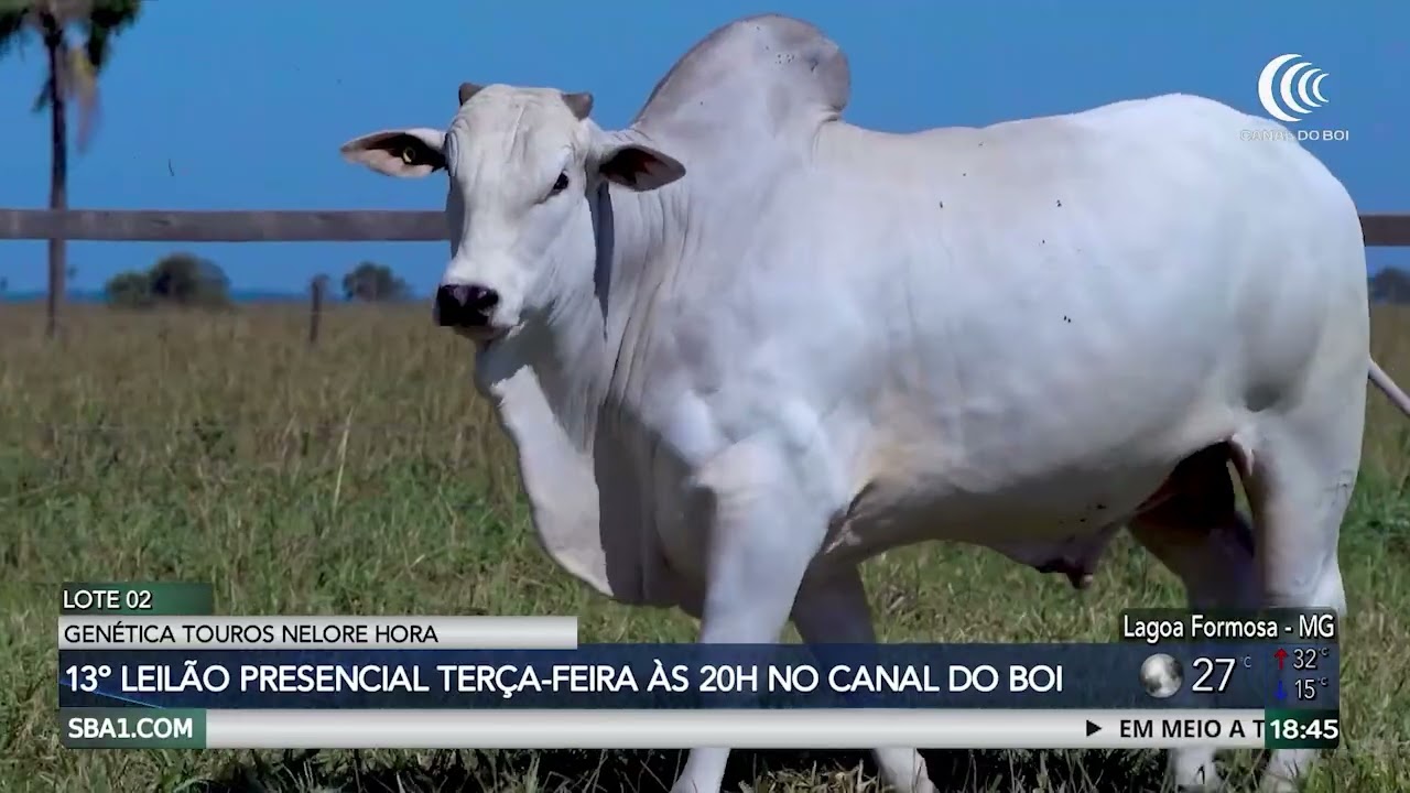 Genética Nelore Hora leva reprodutores selecionados à Expogenética