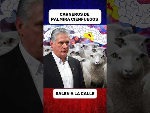 CARNEROS DE PALMIRA CIENFUEGOS SALEN A LA CALLE CON LA PRESENCIA DEL DICTADOR DIAZ-CANEL