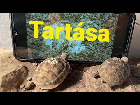 (baby) görög teknős tartása kezdőknek🐢