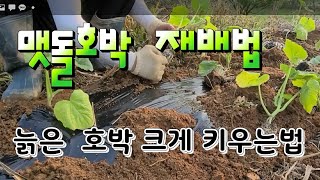 늙은호박 크게 키우는법 중요한것 ?  호박 재배법