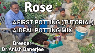Rose First potting|Practical tutorial by Breeder/ Dr Anish Banerjee|গোলাপ গাছের ফার্স্ট পটিং শিখুন|