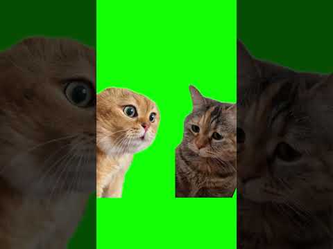 Two cats talking to each other meme template