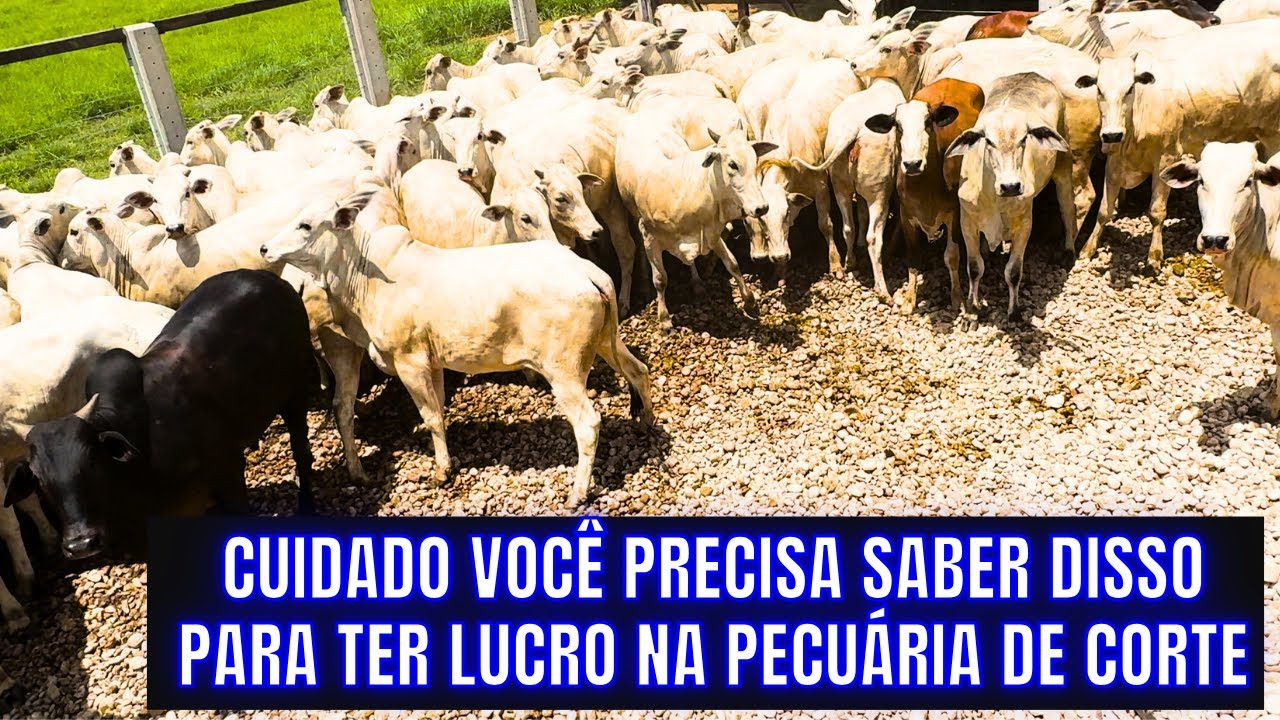 OS SEGREDOS DA RECRIA LUCRATIVA NA FAZENDA