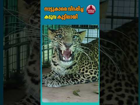 നാട്ടുകാരെ വിറപ്പിച്ച പുലി ഒടുവിൽ കൂട്ടിലായ #LeopardCapture #WildlifeNews