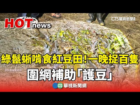 綠鬣蜥啃食紅豆田！一晚捉百隻　圍網補助「護豆」